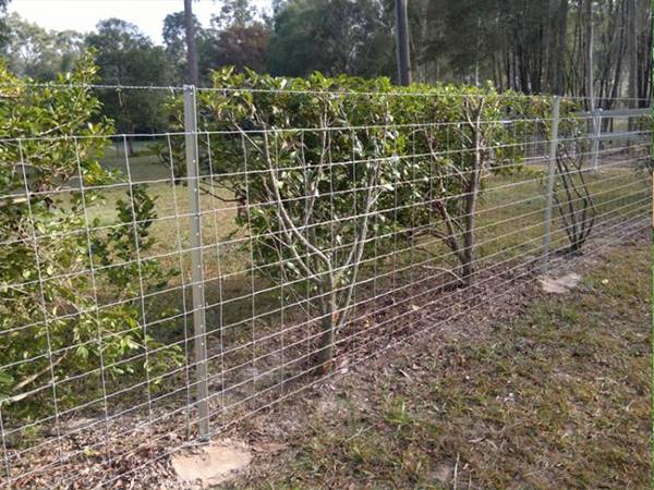 Star pickets used with mesh panel in farmland.